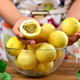 Set 2 Yellow Passion Fruit Plants Live, Fast-Growing Passionfruit Vine Live Plants Tree for Full Sun Growing, Summer Planting, 4-7 Inches, No Pot, Hardy Tropical Trellis Planting