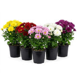 3 Mixed Mum Plants, 3-6 Inch Mum Live Plants
