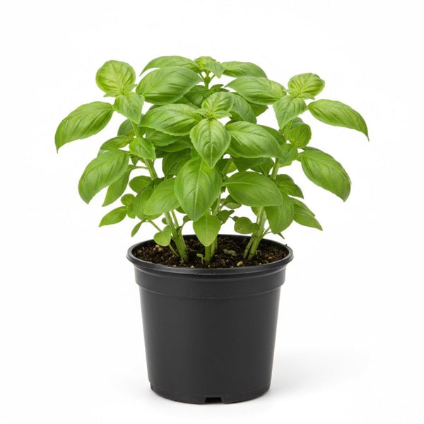 Sweet Basil Live Herb Plant 3-5 Inch Tall, 4 Inch Pot