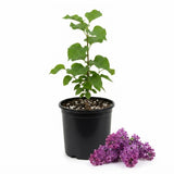 Purple Lilac Plant, 1 Gallon Pot, 6-10 in Tall, Fragrant Spring Blooms