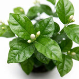 Maid of Orleans Jasmine Live Plant, 4-7" Tall
