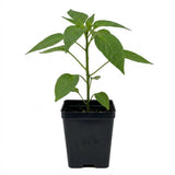 Pepper Chili Live Plant, Chili Plant, 6-9 Inch Tall, 4 Inch Pot