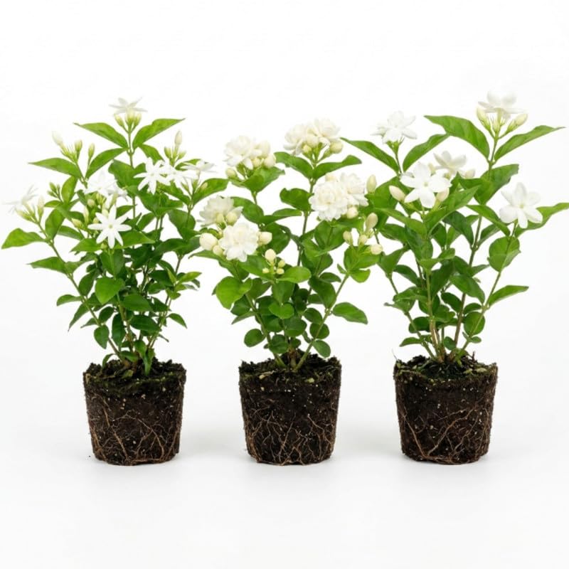 3 Mixed Jasmine Plants, 4-8 Inch Tall