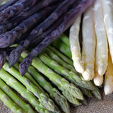 20 Asparagus Roots, Ready to Grow Plant