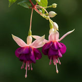 White Purple Fuchsia Live Plant, Flower Plant, 4-8 Inch Tall in 5 Inch Pot