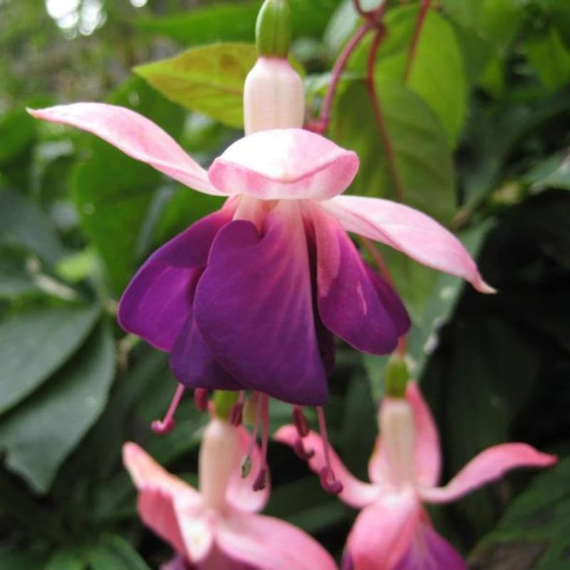 White Purple Fuchsia Live Plant, Long Blooming Flower, 5 Inch Pot