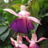 White Purple Fuchsia Live Plant, Long Blooming Flower, 5 Inch Pot