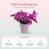 Pink Wandering Jew Live Plant, Desk Shelf Plant, 3-5 Inch Tall, 3 Inch Pot