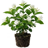 Maid of Orleans Jasmine Live Plant, 4-7" Tall