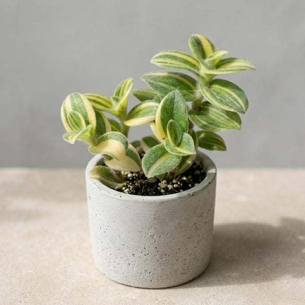 Rare Live Tradescantia Wandering Jew Plant, Live Houseplant, 3.5 Inch Pot