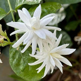 Belle of India Jasmine Live Plant, 4-7" Tall