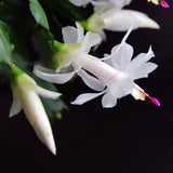 White Christmas Live Holiday Cactus Plant, Tropical Houseplant