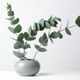Silver Eucalyptus Plant Live, Fragrant Tree Starter, 4-6 Inch Tall