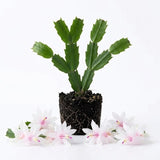 Live White Christmas Cactus in 3 Inch Pot, 2 Plants Per Pot