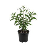Black Purple Buddleia Live Plant 4-8" Tall