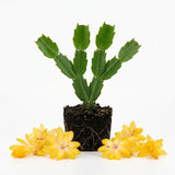 Yellow Christmas Cactus Live Plant, 3 Inch Pot, 2 Plants Per Pot