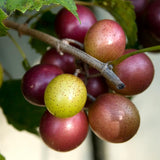 3 Delicious Grape Vine Live Plants, Well-Rooted Grape Vine, 3-5 Inch Tall