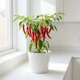Pepper Chili Live Plant, Chili Plant, 6-9 Inch Tall, 4 Inch Pot
