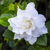 Frostproof Jasmine Live Plant - 4-7" Tall