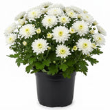 2 White Chrysanthemum Live Plants - 3-6 Inch Tall