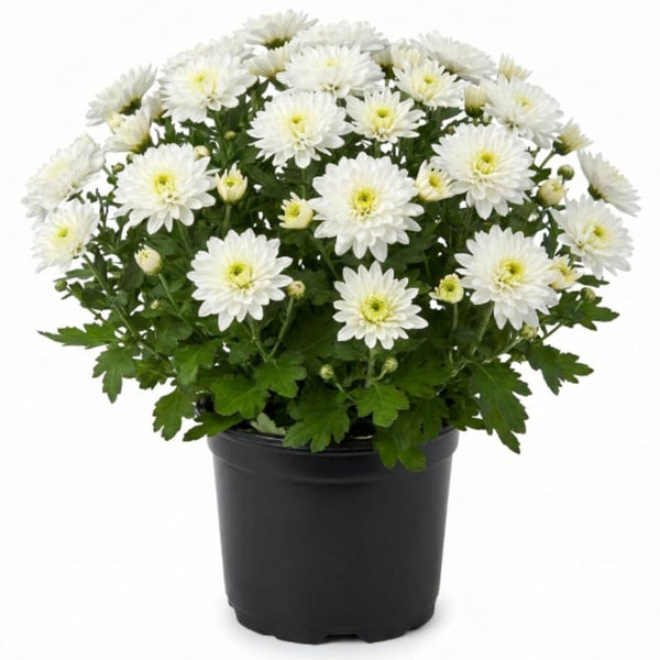 2 White Chrysanthemum Live Plants - 3-6 Inch Tall
