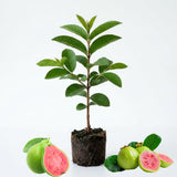 Pink Guava Fruit Tree Live Plant, Sweet Fruit Tree, 6-9 Inch Tall