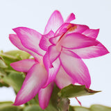 Pink Thanksgiving Cactus Live Plant, Indoor Decor Plant, 4 Inch Pot