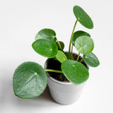 Pilea Money Live Plant, Well-Rooted Houseplant, 3 Inch Pot