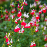 4 Hot Lips Salvia Sage Live Bushes, Well-Rooted Flower Plant, 4-6 Inch Tall