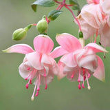 Pink Fuchsia Live Plant, Long Blooming Flower, 5 Inch Pot