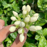Maid of Orleans Jasmine Live Plant, 4-7" Tall