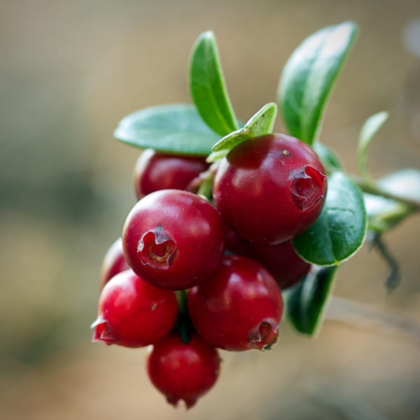 Cranberry Hibiscus Flower Live Plant, Outdoor Garden Plant, 3-5 Inch Tall