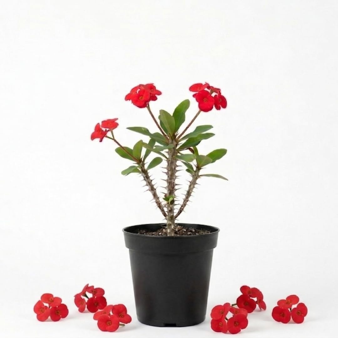 Red Crown of Thorns Plant Live, Long Blooming Succulent, 4 Inch Pot