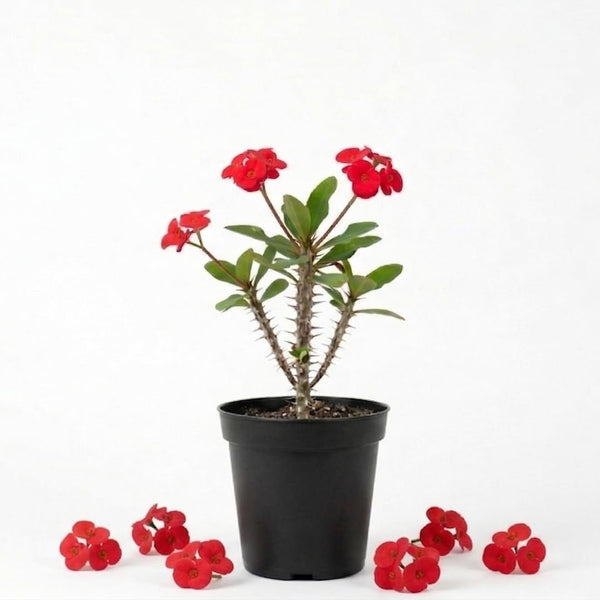 Red Crown of Thorns Plant Live, Long Blooming Succulent, 4 Inch Pot