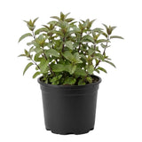 Chocolate Mint Live Plant 3-6" Tall