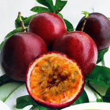 Set 2 Red Passion Fruit Plants Live, Fast-Growing Passionfruit Vine Live Plants Tree for Full Sun Growing, Summer Planting, 4-7 Inches, No Pot, Hardy Tropical Trellis Planting
