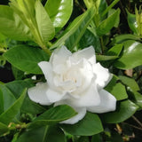 Frostproof Jasmine Live Plant - 4-7" Tall