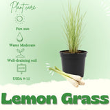 Lemongrass Live Plant, Outdoor Garden Herb Plant, 4-7 Inch Tall, 4 Inch Pot