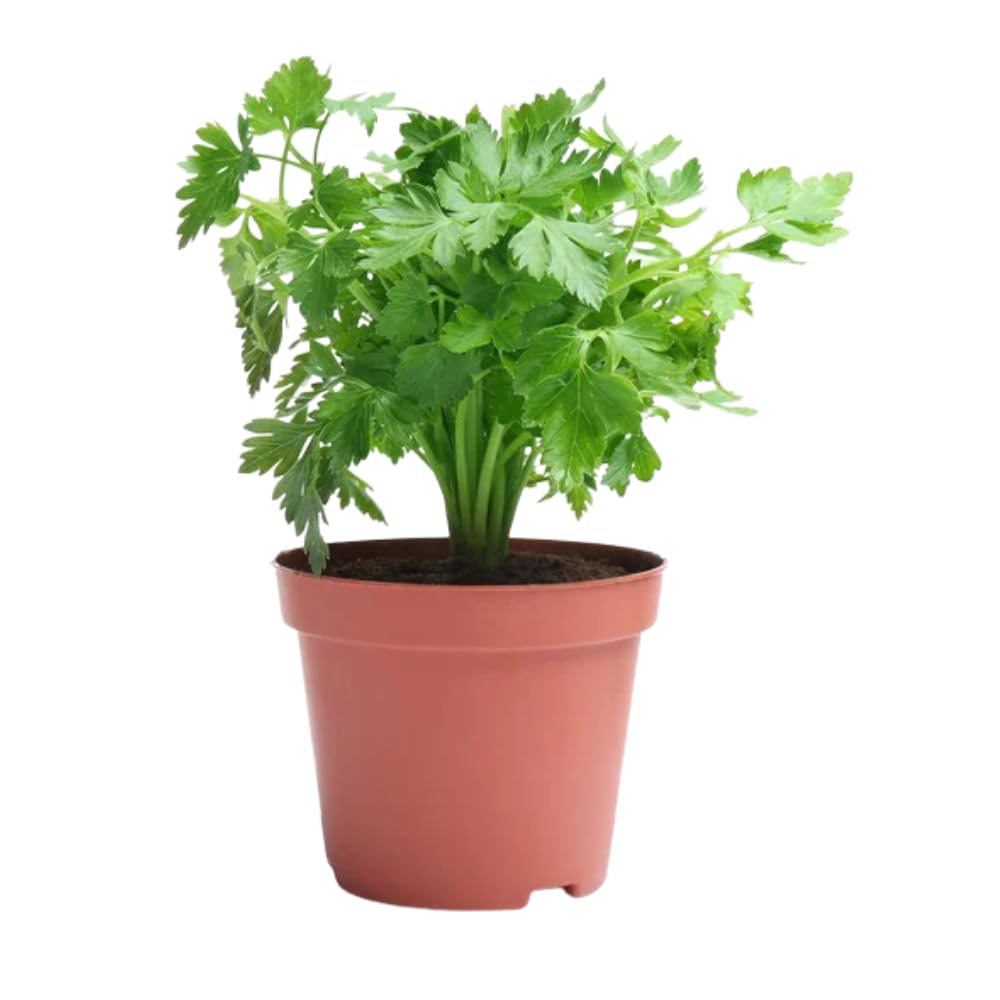 Parsley Live Plant, Garden Herb Plant, 4-7 Inch Tall, 4 Inch Pot