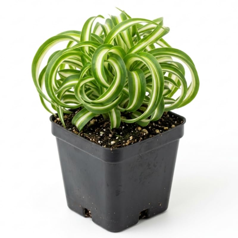Spider Plant Live in 2 Inch Pot - Easy Care Indoor Houseplant