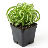Spider Plant Live in 2 Inch Pot - Easy Care Indoor Houseplant