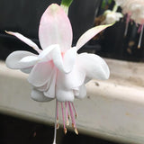Light Pink Fuchsia Live Plant, Long Blooming Flower, 5 Inch Pot