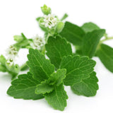 2 Stevia Live Plants, Fragrant Culinary Herb Plant, 4-6 Inch Tall