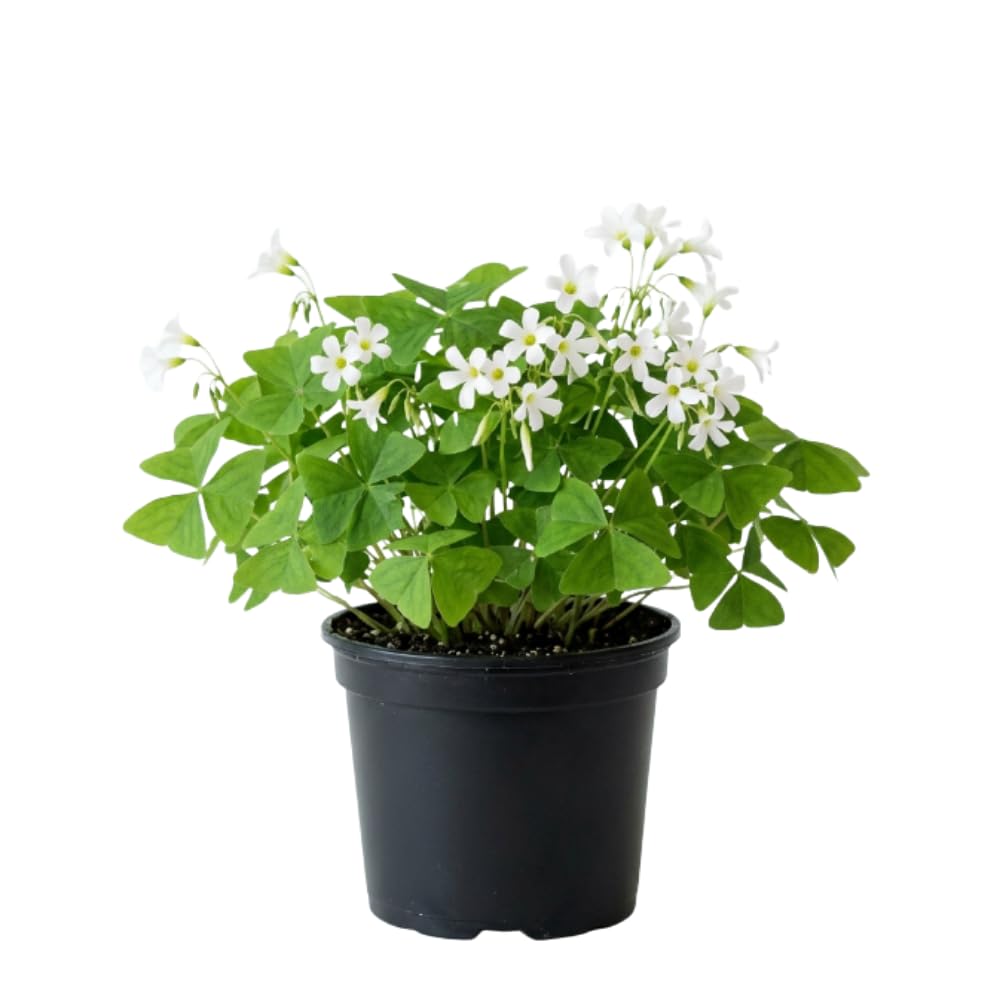 Green Shamrock Oxalis Plant Live, Rare Indoor Houseplant, 3-6 Inch Tall