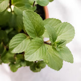 Chocolate Mint Live Plant, 4-6 Inch Tall, 3.5 Inch Pot