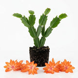 Orange Christmas Cactus Live Plants, 3 Inch Pot, 2 Plants Per Pot