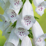 White Foxglove Flower Live Plant, 3-6 Inch Tall, 3 Inch Pot