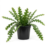 Fishbone Cactus Live Plant, Cactus Houseplant, 3-5 Inch Tall, 2 Inch Pot