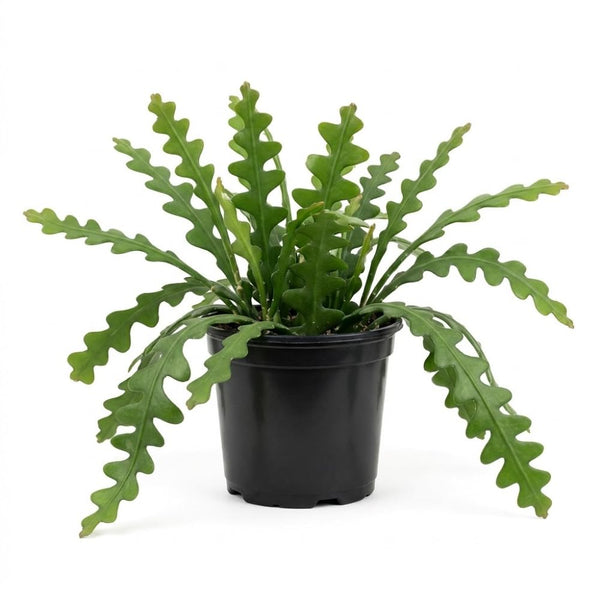 Fishbone Cactus Live Plant, Cactus Houseplant, 3-5 Inch Tall, 2 Inch Pot