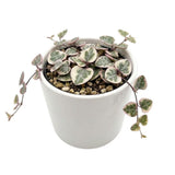 Variegated String of Heart Plant, 2" Pot